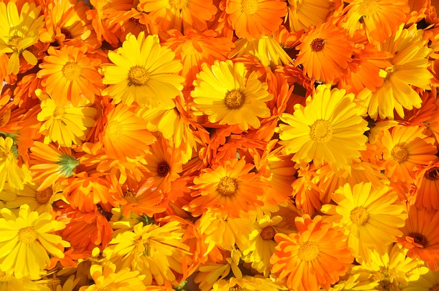 marigold-237828_640
