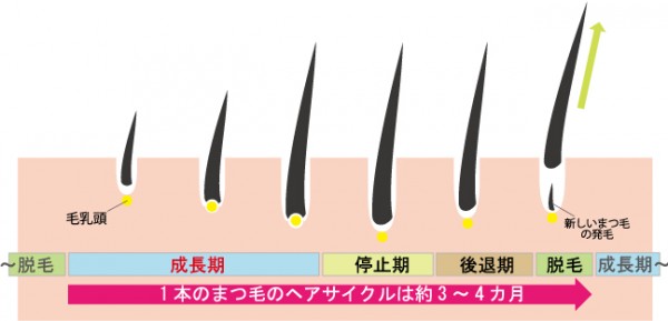 eyelashcycle