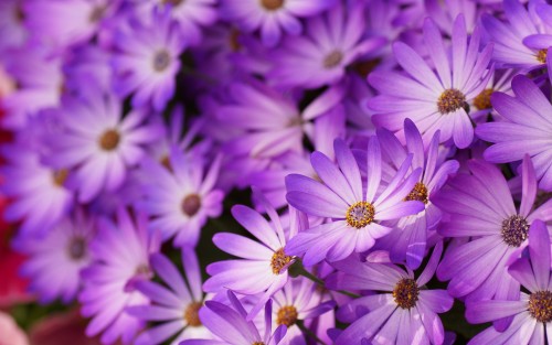Purple-daisies-petals-flowers-macro-photography_1920x1200